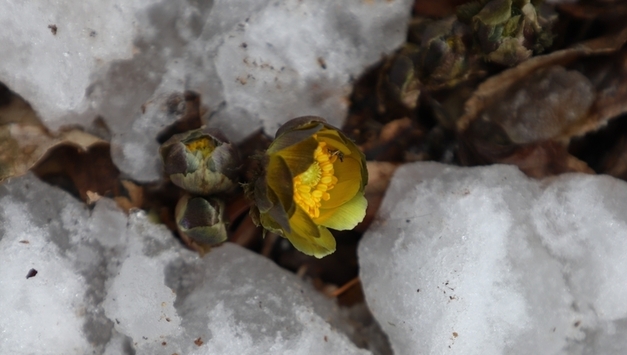 한파에도 먼저 찾아온 봄, ‘홍릉숲 복수초’ 개화