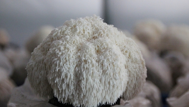 전남도, 2월 친환경농수산물에 여수 ‘유기농 노루궁뎅이버섯’