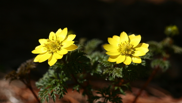 광릉숲에 찾아온 봄 소식... 개복수초 개화