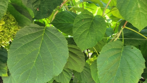 잔디는 살리고 잡초만 없앤다!