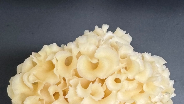 꽃송이버섯에서 '지방 축적 억제' 성분 발견