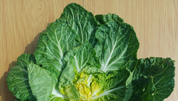 [식약처] '봄동비빔밥' 열풍에 '봄동' 등 봄철 농산물 집중 검사