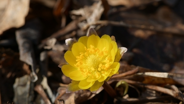 DMZ의 봄, 3일 일찍 찾아왔다!