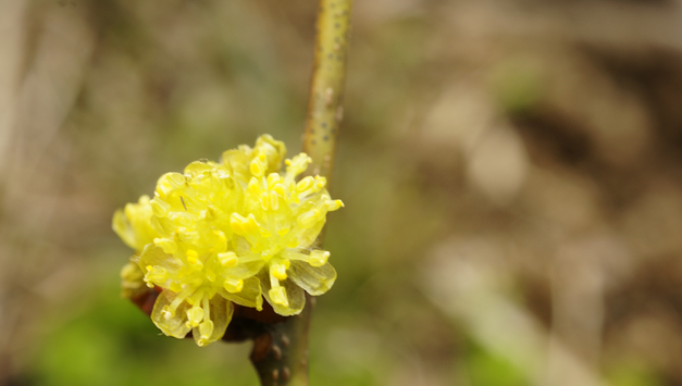 3월은 봄을 깨우는 알싸한 향기, ‘생강나무’