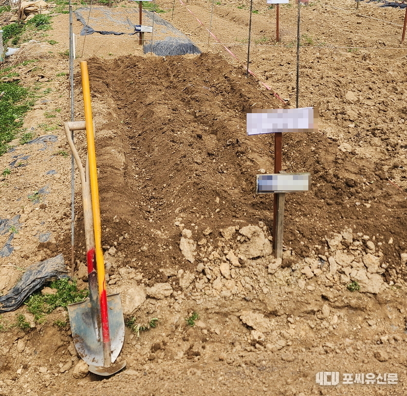 3월에 계약을 했지만, 냉해피해가 걱정되어서 퇴비를 골고루 섞고 고랑을 만드는 준비 작업만 했다, 촬영: 김대중 기자