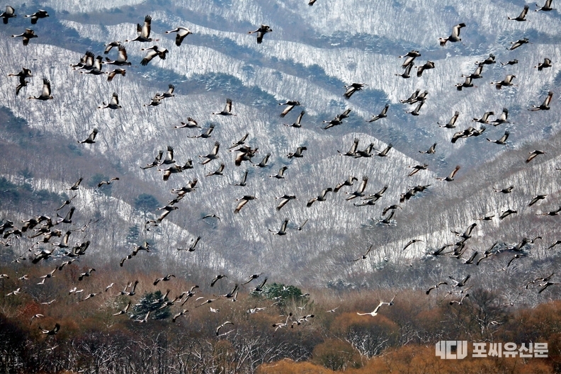 두루미 군무, 사진촬영: 구기동 기자