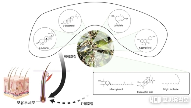 산림청, 탈모예방 보리밥나무 가지 추출물서 모발 성장 관여 핵심 성분 4종 밝혀