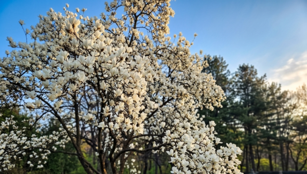 [박윤희의 감성레포트] 100년의 숲이 건네는 봄의 위로, 홍릉숲에 가보셨나요?