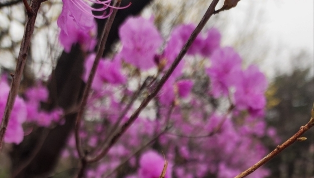 [박윤희의 감성레포트] 벚꽃보다 먼저 찾아온 분홍빛 전령사, 남산의 진달래