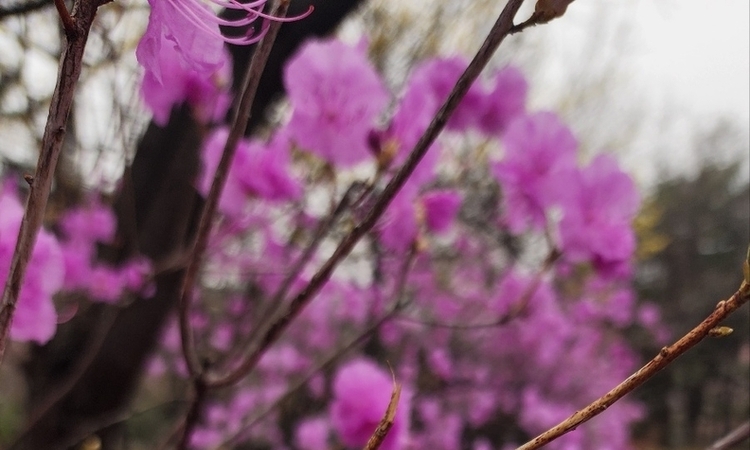 [박윤희의 감성레포트] 벚꽃보다 먼저 찾아온 분홍빛 전령사, 남산의 진달래