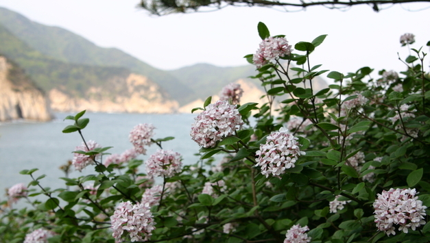 산림청 국립수목원, 4월 정원식물로 분꽃나무 선정