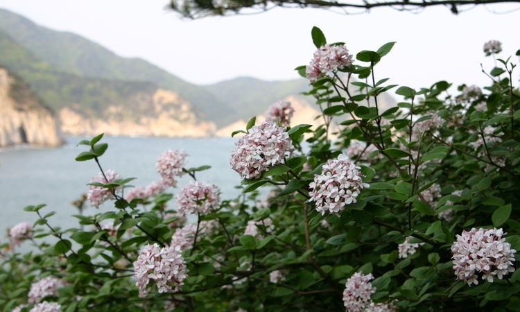 산림청 국립수목원, 4월 정원식물로 분꽃나무 선정