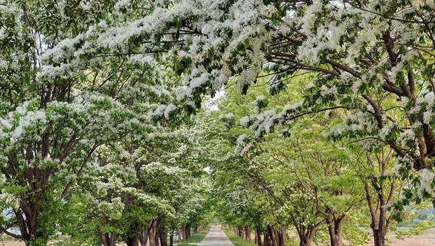 산림청, 가족과 걷기 좋은 이팝나무 가로수길 소개
